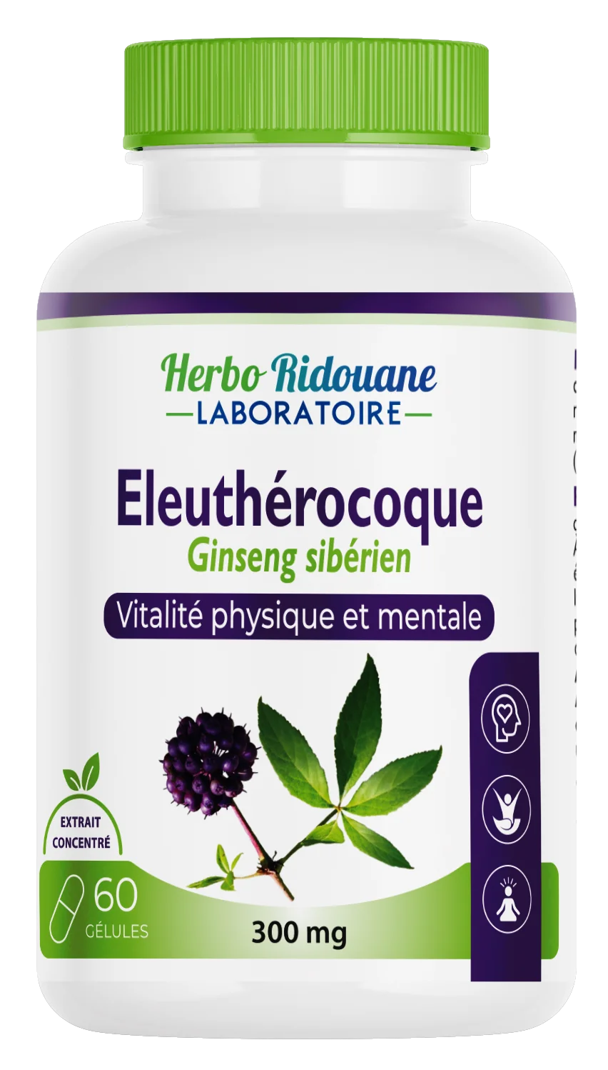 Eleuthérocoque